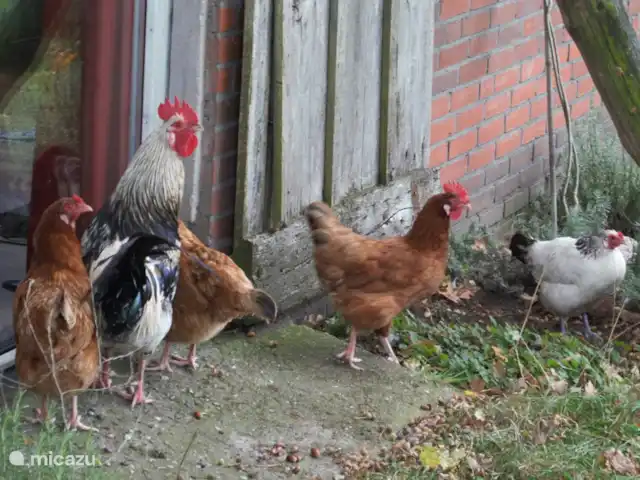 De kippen met haan lopen los rond. 's Ochtends kan je zelf een eitje pakken!